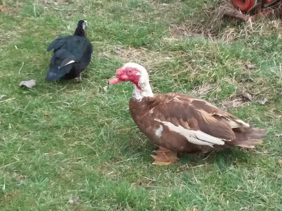 Canards de Moscovie