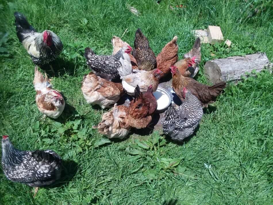 poules buvant dans une casserole de lait