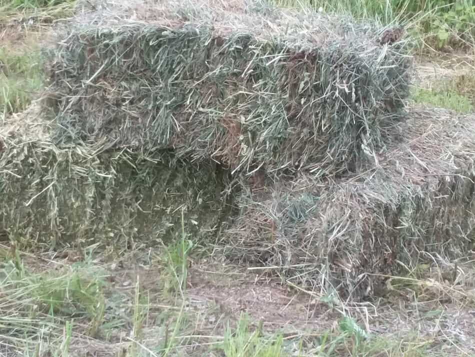 trois petites balles carrées de foin d'herbe qui viennent d'être mises en balles, maintenant prêtes à être transportées à la grange pour être stockées