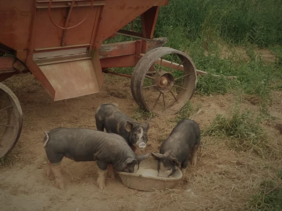 trois porcs d'engraissement au pâturage mangeant leur nourriture, ils ont un chariot pour l'ombre