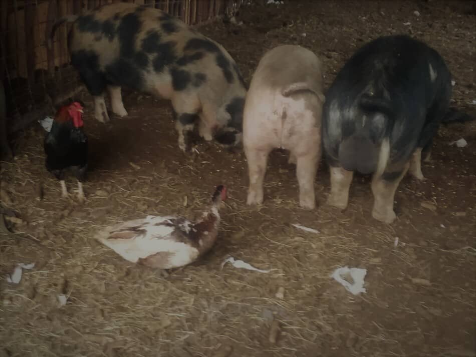 Des porcs en âge de se reproduire mangent avec des canards et des poulets qui viennent également dans l'enclos pour manger.