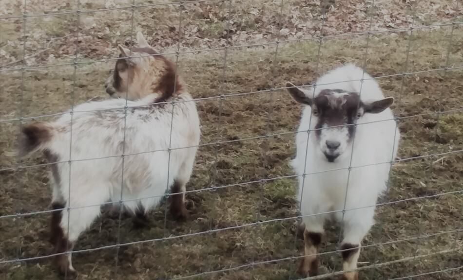 chèvres de compagnie, taille naine