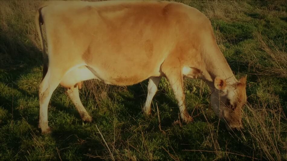 Aleene, notre vache de la famille Jersey, en train de paître