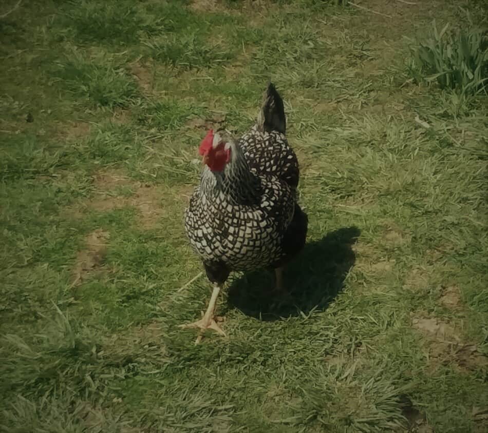 Poule Wyandotte au crayon argenté