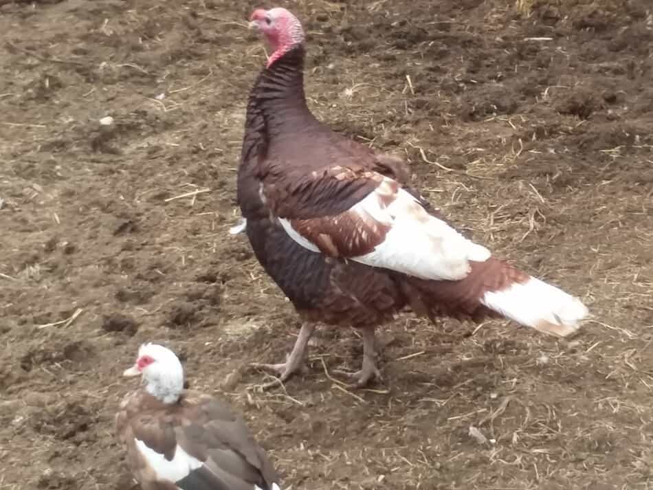 dinde rouge de Bourbon à côté d'un canard de Moscovie au chocolat et blanc