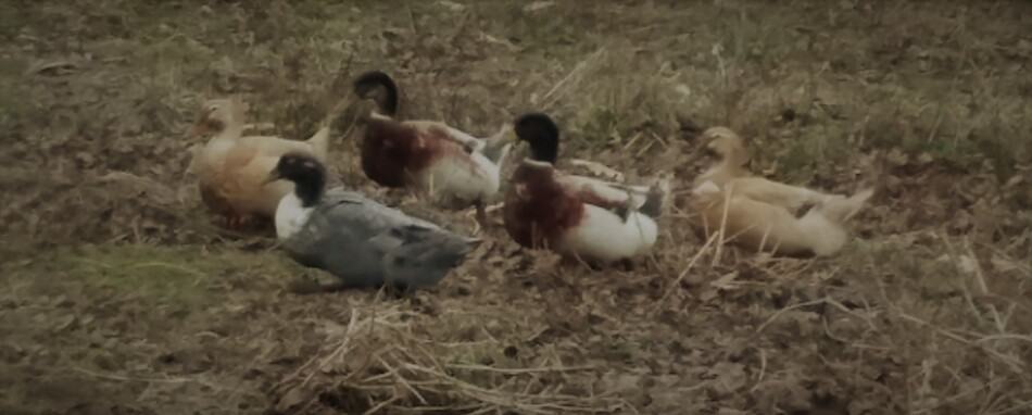 canards, canards de Saxe et drakes avec un bleu suédois