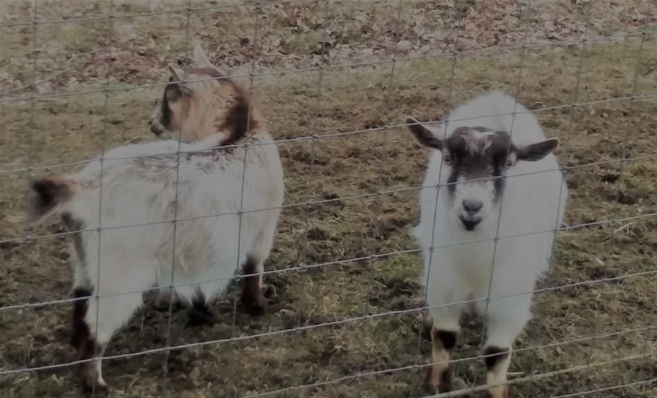 deux des chèvres de compagnie de plus petite taille dans un troupeau mixte de chèvres et d'ânes