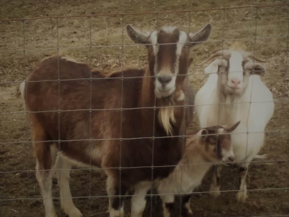 chèvres de compagnie, une variété de races