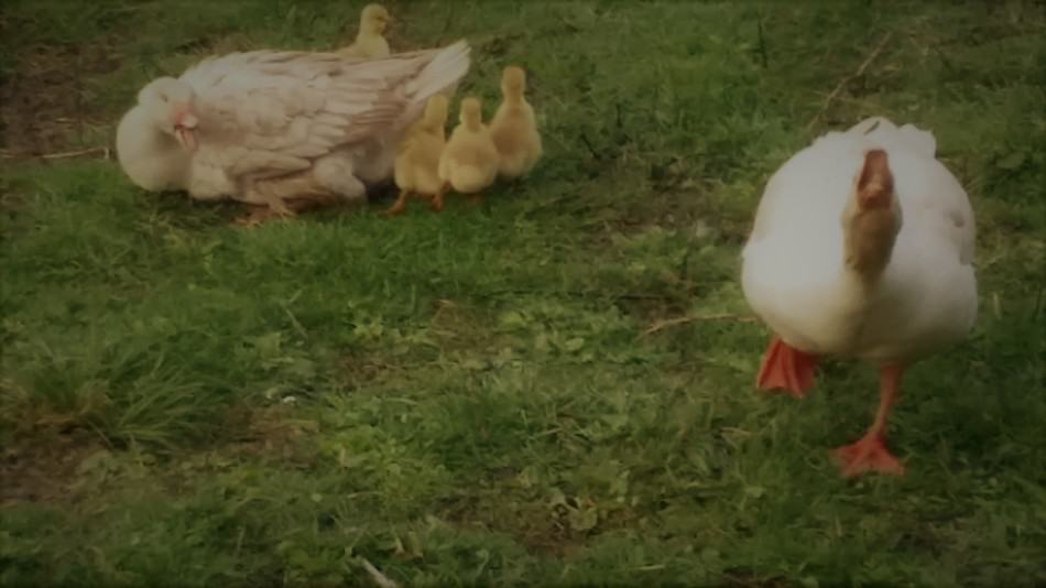 des oies protégeant leurs oisons en essayant d'effrayer une menace (moi essayant de prendre une photo !)