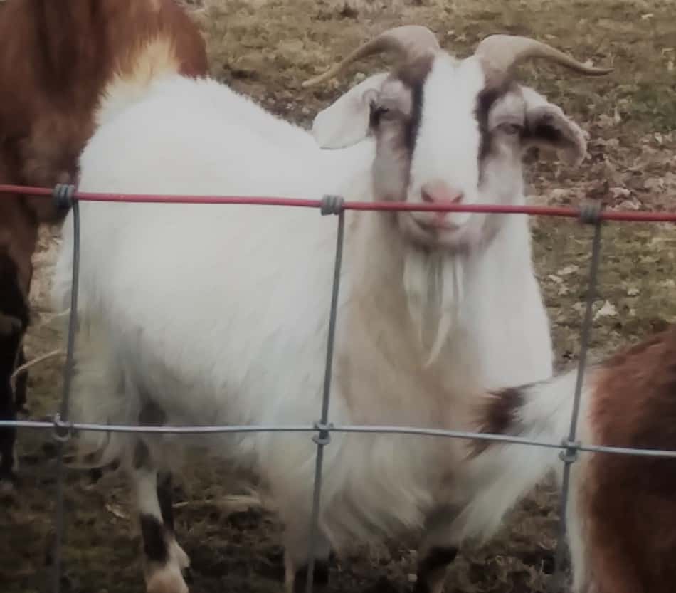 Chèvre de petite race