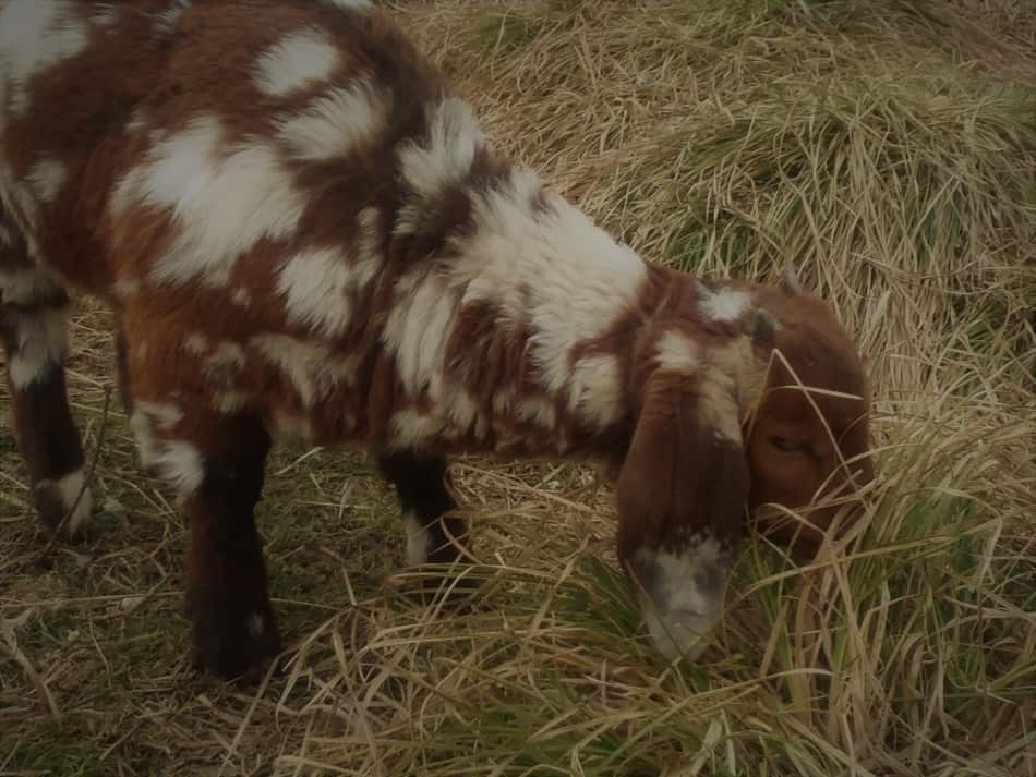 Chèvre Boer tachetée de 2,5 mois