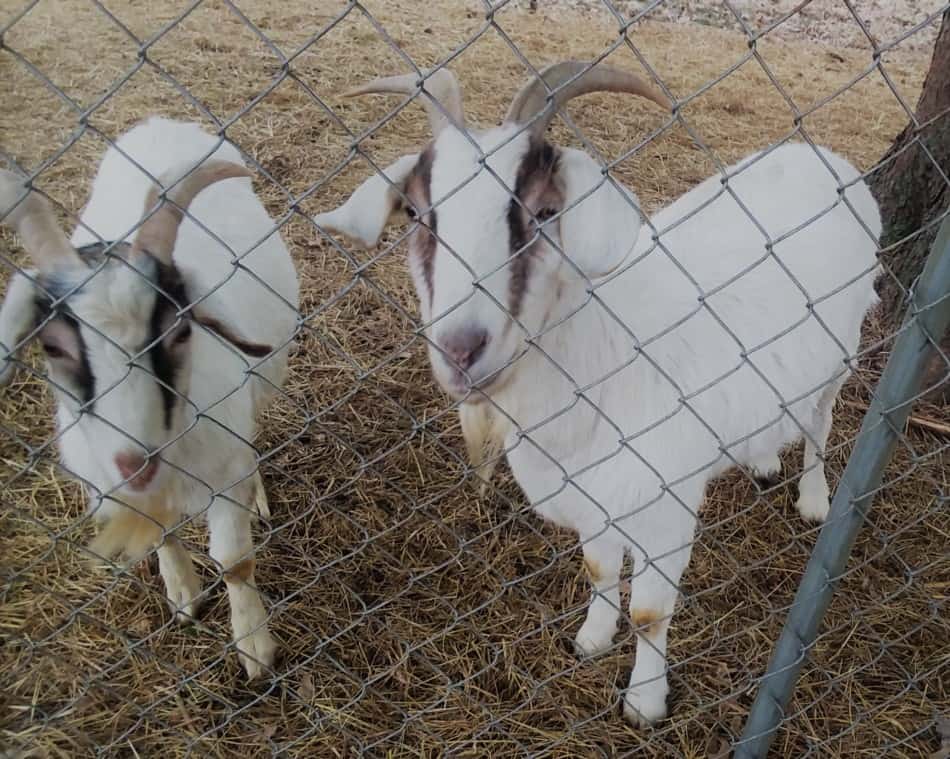 chèvres de basse-cour dans un chenil à mailles en chaîne comme enclos