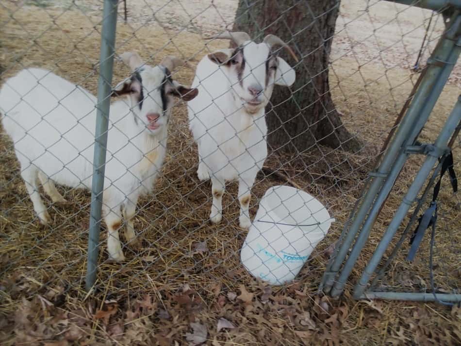 des chèvres dans un chenil à mailles en chaîne comme enclos