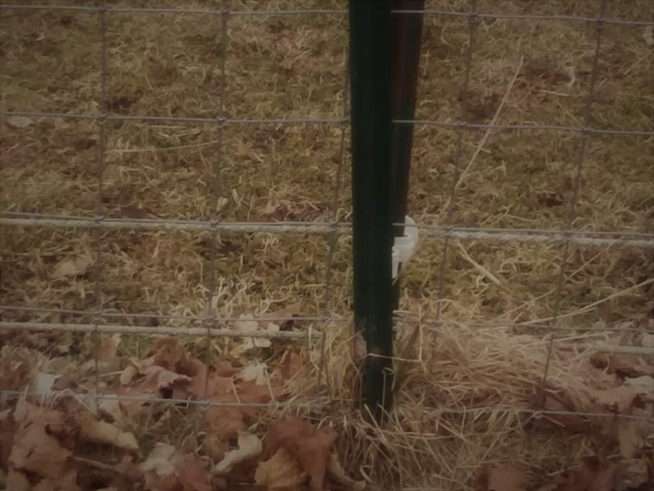 poteau de clôture métallique avec deux brins de clôture électrique en polytresse au bas