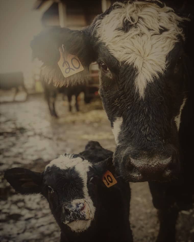 Vache reproductrice et son jeune veau