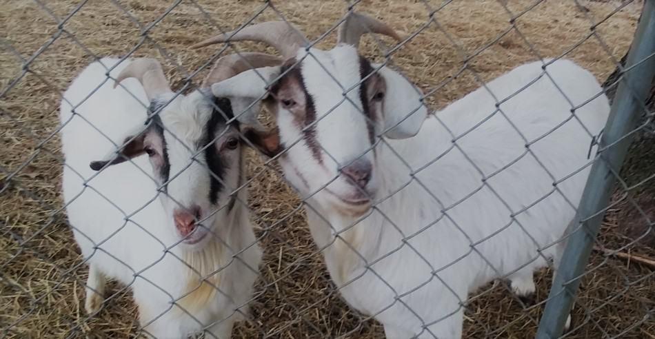 Chèvres de race mixte, Asphodel et Cracker