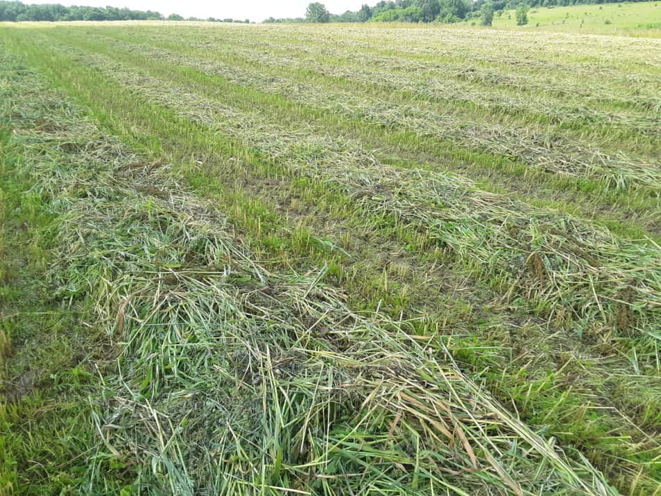 Champ coupé pour l'ensilage