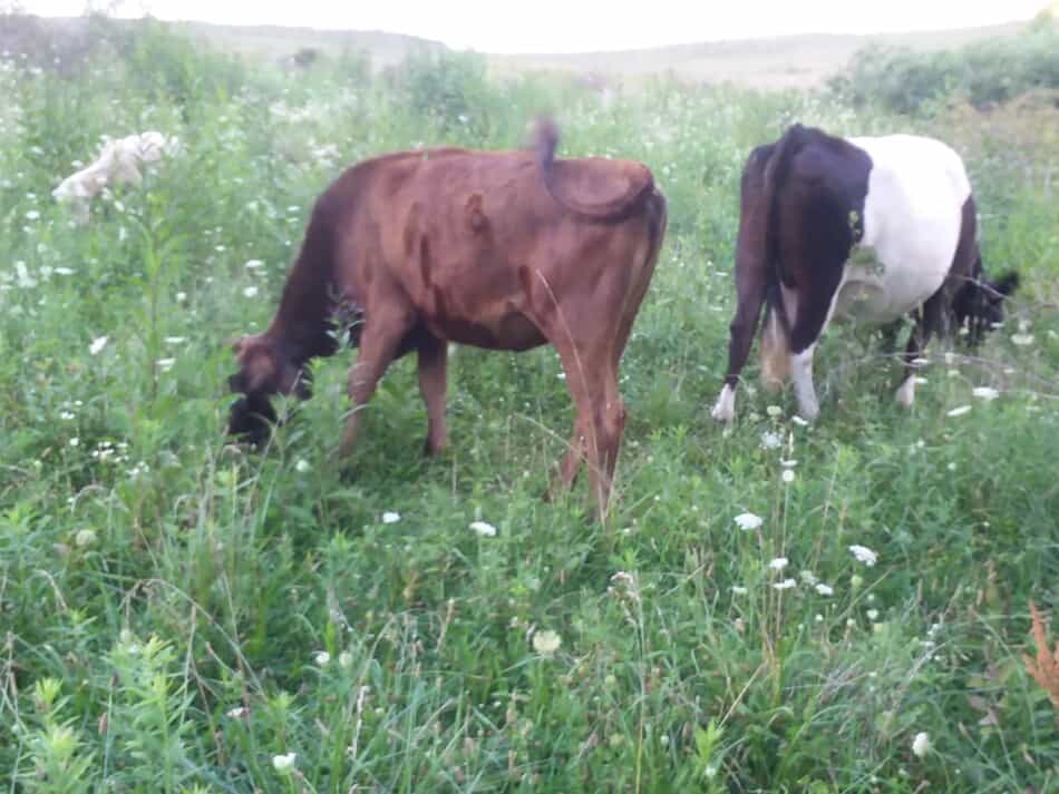 deux bovins au pâturage