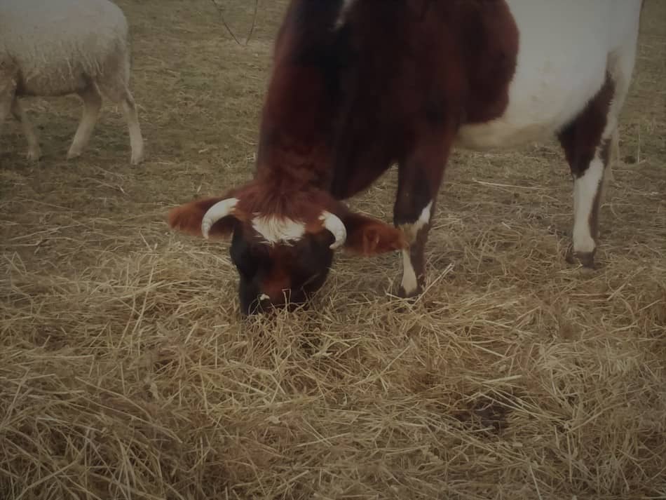 Vache à cornes mangeant du foin dans un pâturage