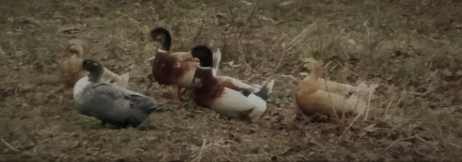 Canards et canards de Saxe avec un canard croisé gris