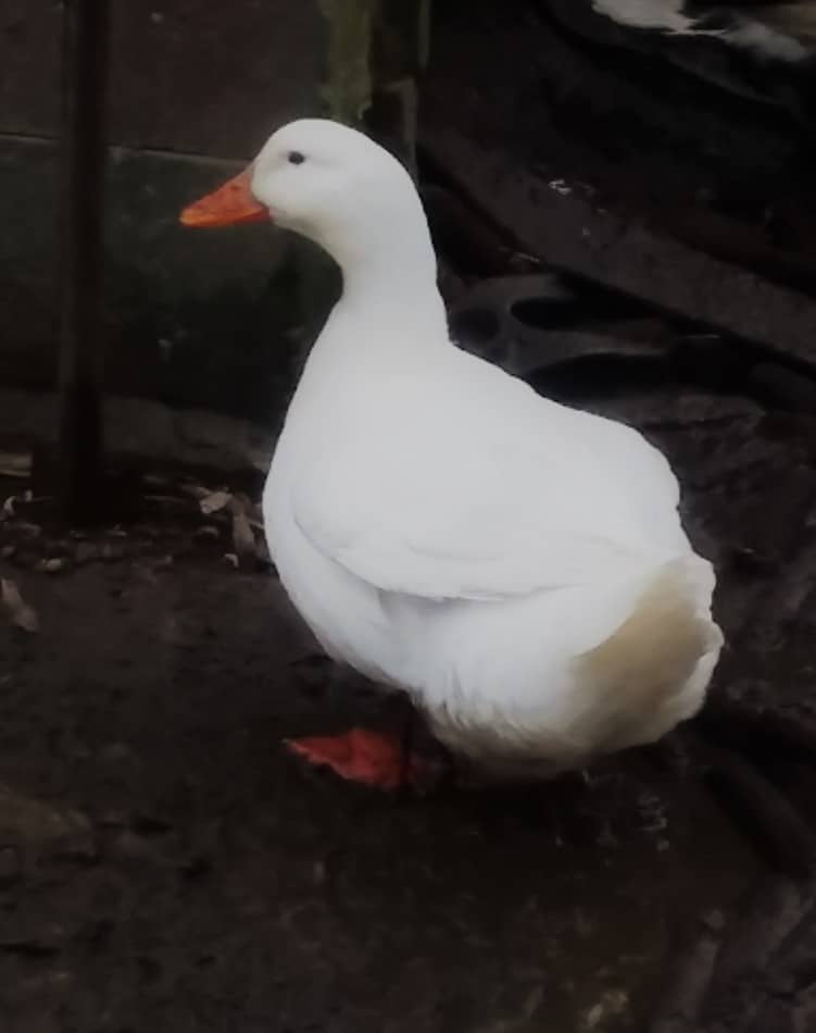 Canard de Pékin lors d'une journée d'hiver boueuse