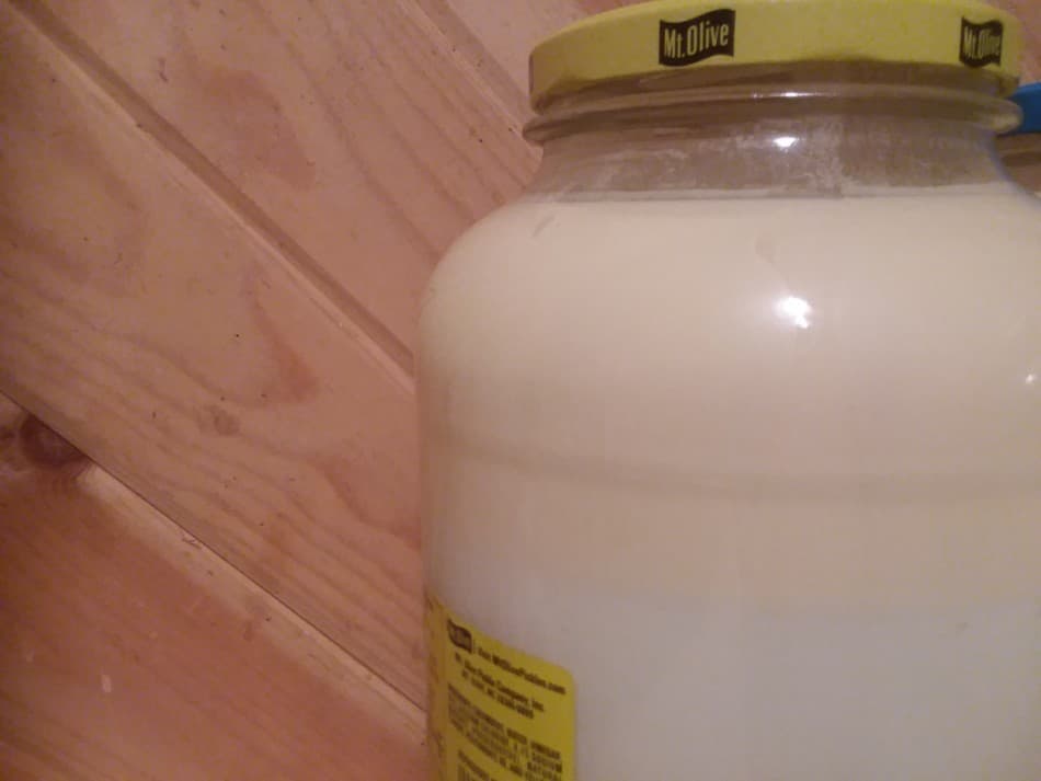 gallon de vrai lait de notre vache laitière familiale Jersey, Aleene, la ligne de crème commence à se former