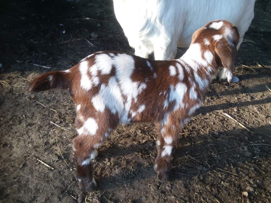 Chèvre Boer pommelé