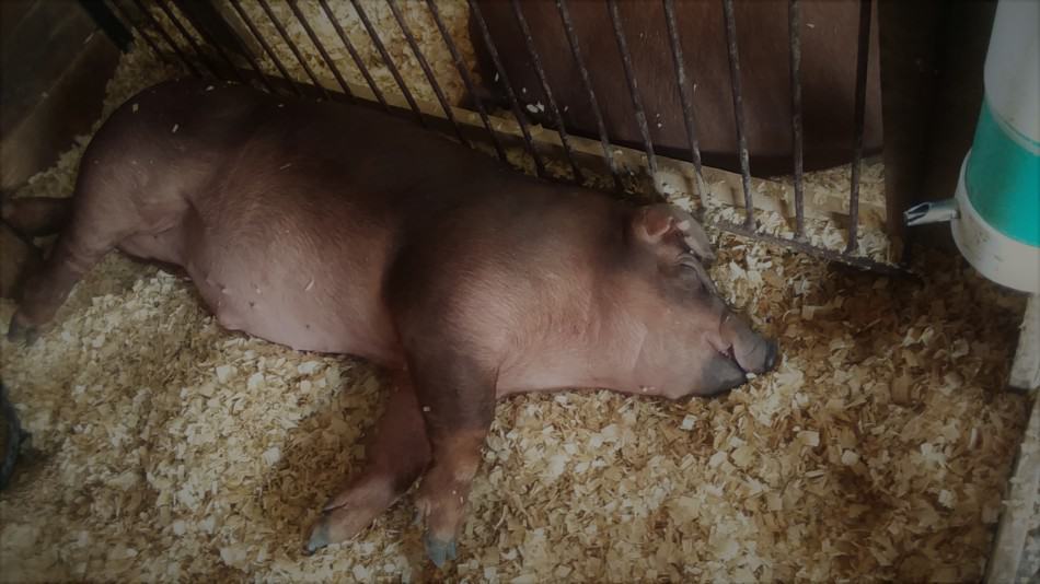 Le porc du marché Duroc à la foire dort notez l'abreuvoir en tuyau PVC dans le coin de l'enclos