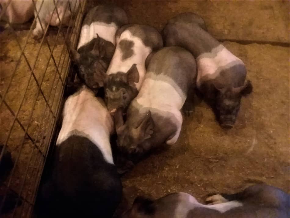 enclos de porcs d'engraissement du Hampshire à la vente aux enchères hebdomadaire locale de bétail, il s'agit d'une portée de 6 beaux porcs d'engraissement bien développés