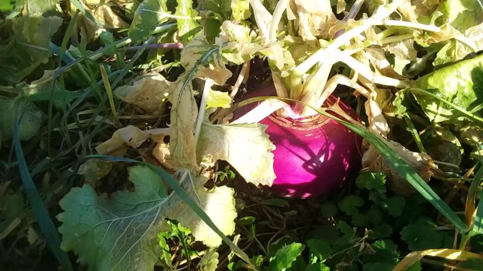 navets violets plantés pour le pâturage du bétail, nos moutons les ont mangés, mais les cochons aiment aussi les navets