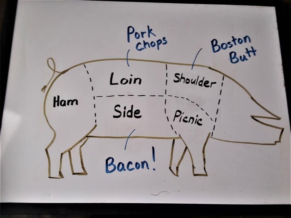 dessin des sections de viande de base d'un porc avec l'emplacement de quelques coupes populaires mises en évidence comme les côtelettes de porc, le bacon et le Boston Butt