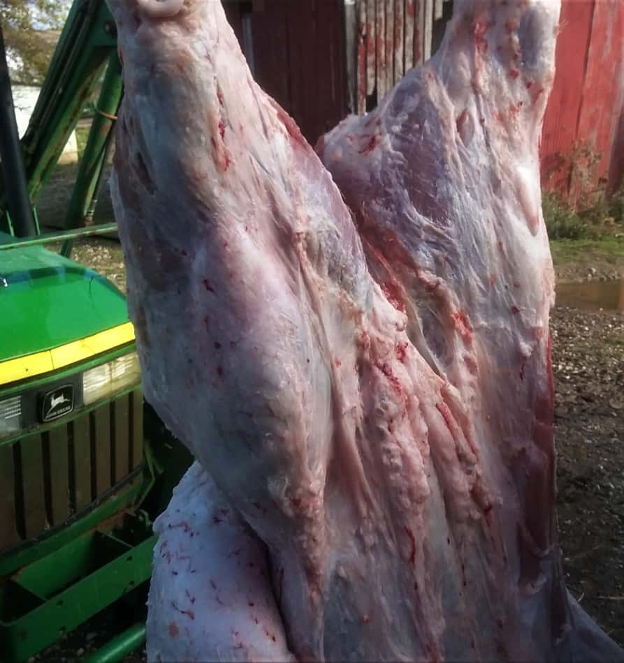 un cochon que nous abattons à la maison suspendu au chargeur d'un petit tracteur, vous aurez besoin d'un chargeur si vous décidez d'abattre à la maison