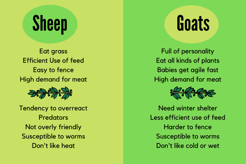 infographie montrant les différences fondamentales entre les moutons et les chèvres du point de vue de la manière de les élever, de les nourrir et de leurs besoins