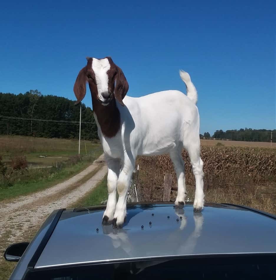 Une chèvre Boer se tient sur le toit de la voiture d'un ami, c'est un comportement tout à fait normal