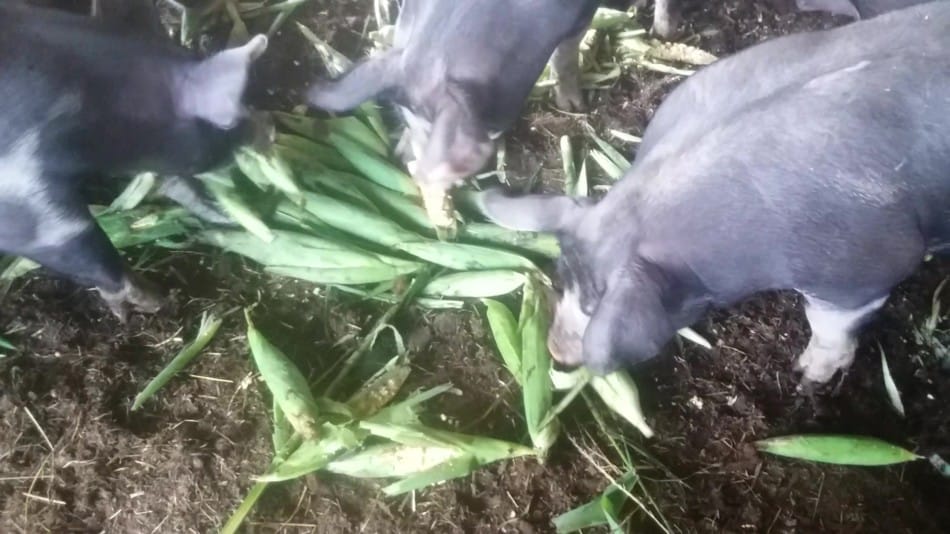 Les porcs mangent des épis de maïs au lieu de la nourriture moulue