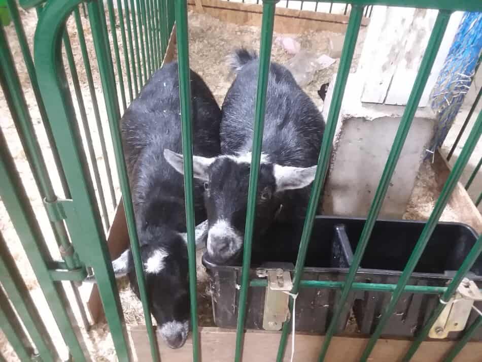 un enclos de chèvres naines à la foire