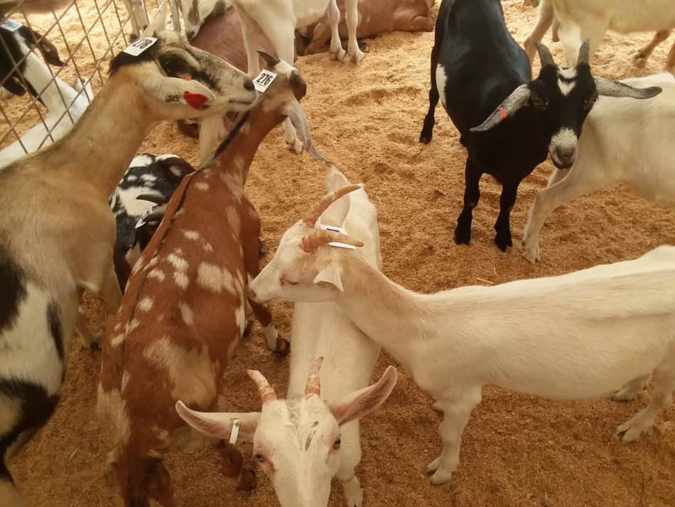 enclos de chèvres de type laitier à vendre aux enchères