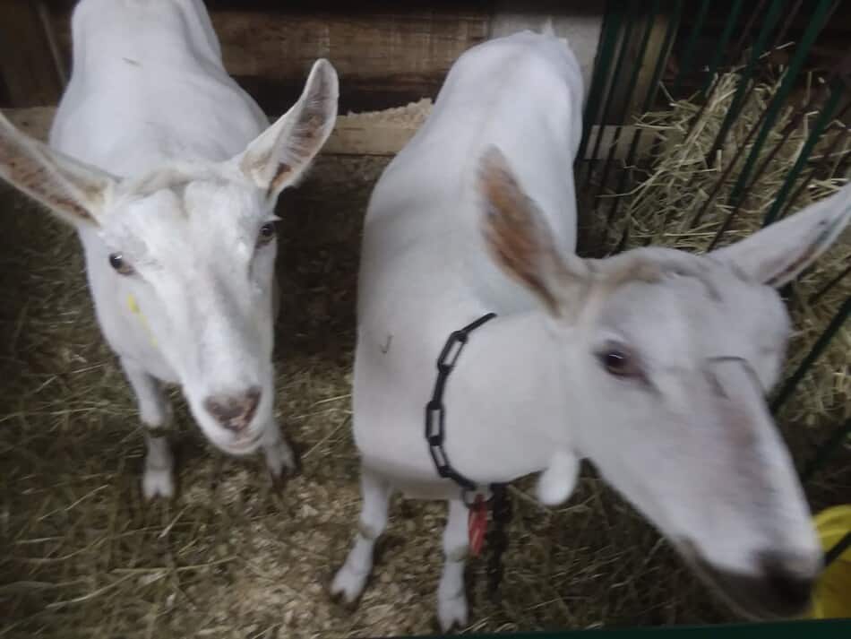 deux chèvres Saanen à la foire
