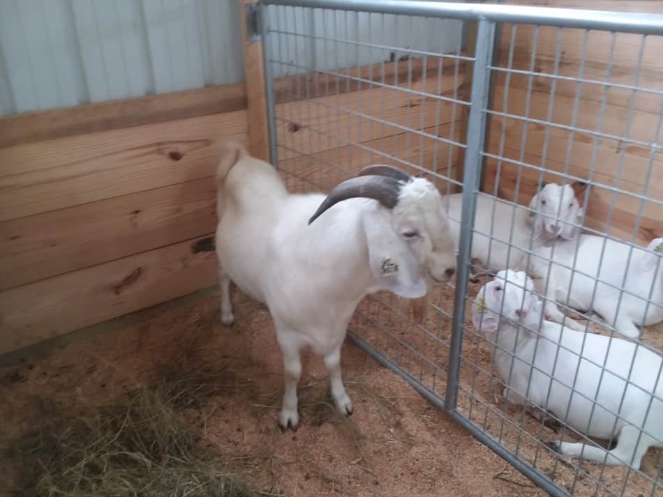 Des chèvres de Savanna sont à vendre lors d'une vente aux enchères de reproducteurs, dans le premier enclos se trouve un bouc de Savanna et dans l'enclos le plus éloigné se trouvent trois chevrettes de Savanna