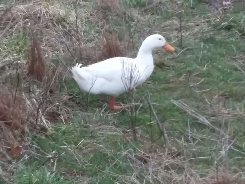 Canard de Pékin dans l'herbe