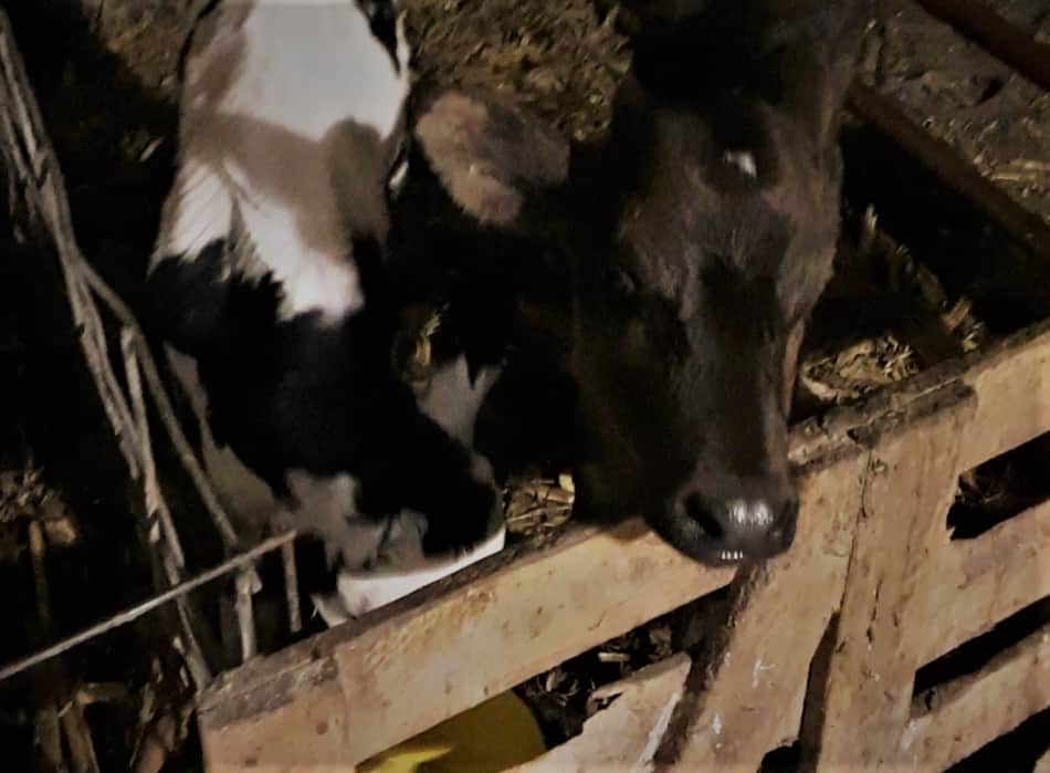 Veaux au biberon : le marron est prêt pour le biberon, le noir et blanc ne m'a pas encore vu !