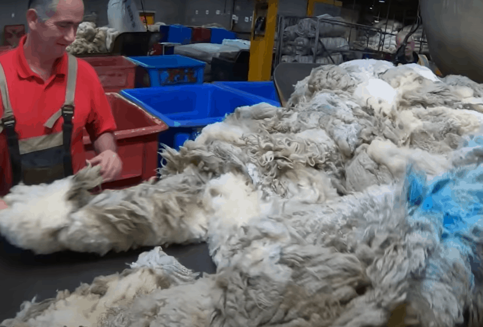 trieur de laine chez un acheteur de laine en Écosse