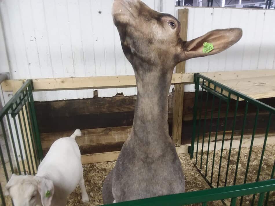 chèvre à la foire du comté