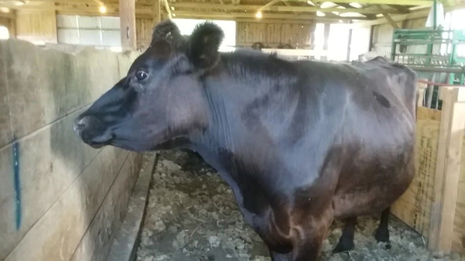 Croisé laitier, il a été élevé aux céréales et au foin.