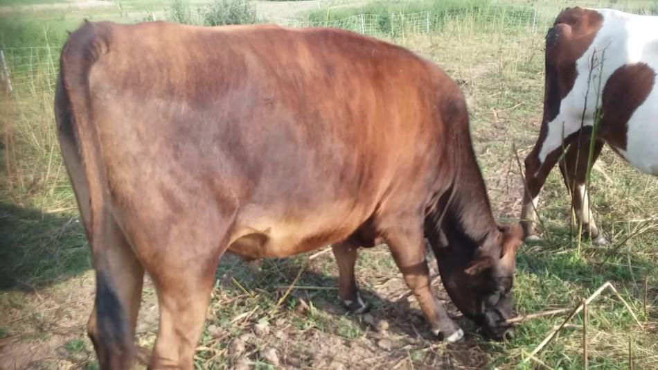 Nous avons élevé un bœuf croisé Jersey/Angus nourri à 100 % à l'herbe. Sa mère est notre vache laitière familiale.