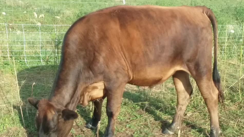 Magnifique boeuf nourri à l'herbe, moitié Jersey, moitié Angus, que nous avons élevé dans notre ferme. Notez la graisse sur la tête de la queue.