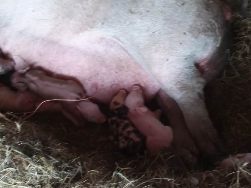 Porcelets nouveau-nés dans leur nid.