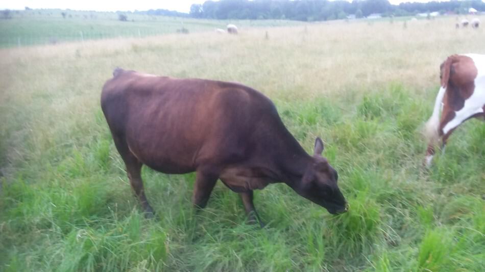 Bœufs croisés Jersey et Angus au pâturage 