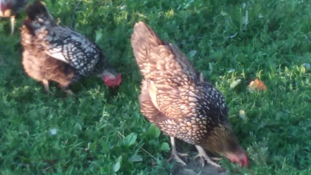 Des poules Wyandotte broutent dans notre cour. L'une est à bandes dorées et l'autre à bandes argentées.