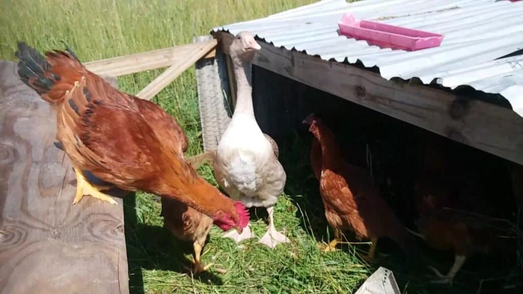 Les Rangers rouges avec leur copain oison. Les Rangers rouges peuvent sauter hors de l'enclos, comme vous pouvez le voir !